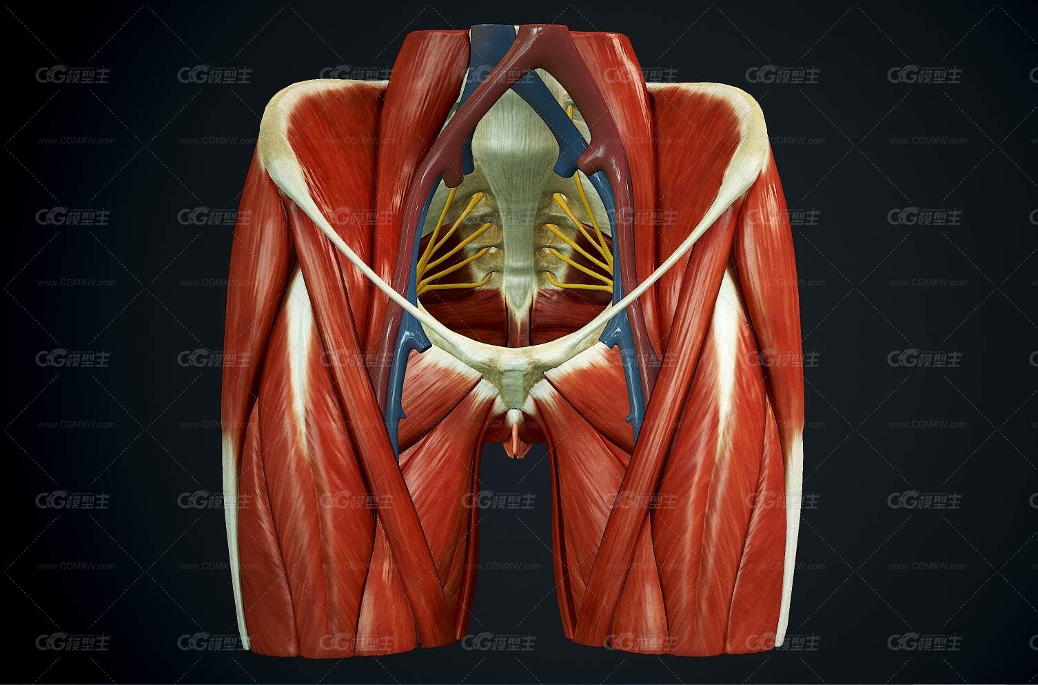 臀部解剖学 PBR人体解剖-1