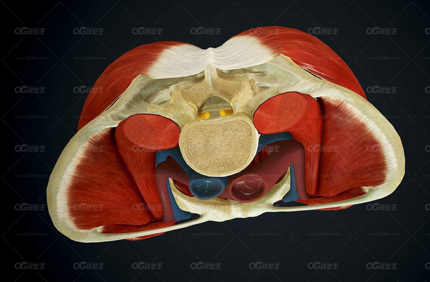 臀部解剖学 PBR人体解剖-4
