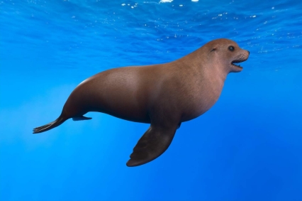 北海狮北太平洋海狮斯氏海狮海驴动物海洋生物