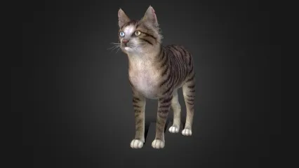 流浪猫
