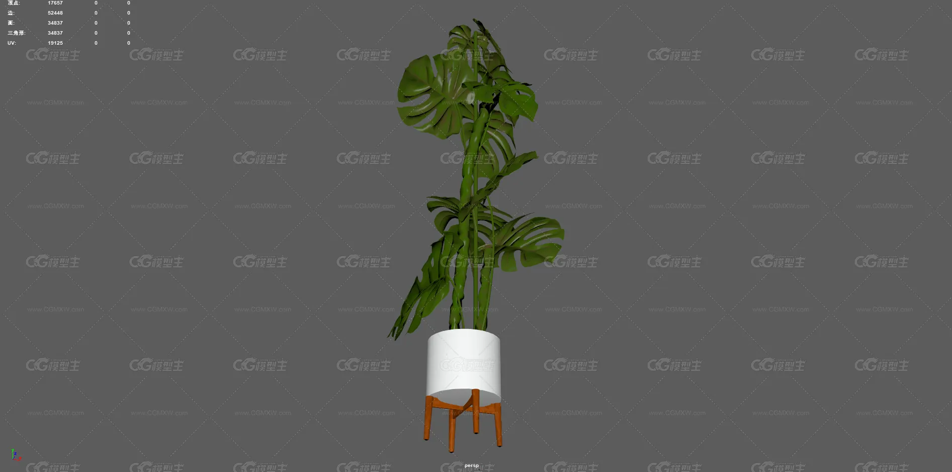 植物 龟背竹 盆栽 绿化 大叶植物 观赏植物 景观树 绿植 盆景 花卉 室内装饰植物 花草树木-3