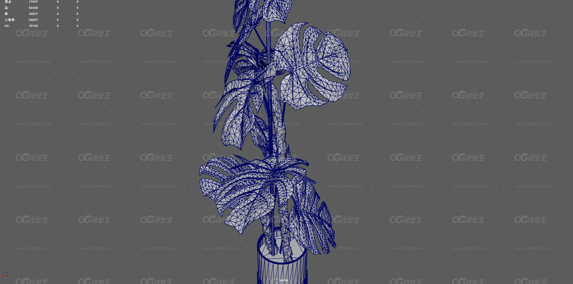 植物 龟背竹 盆栽 绿化 大叶植物 观赏植物 景观树 绿植 盆景 花卉 室内装饰植物 花草树木-9