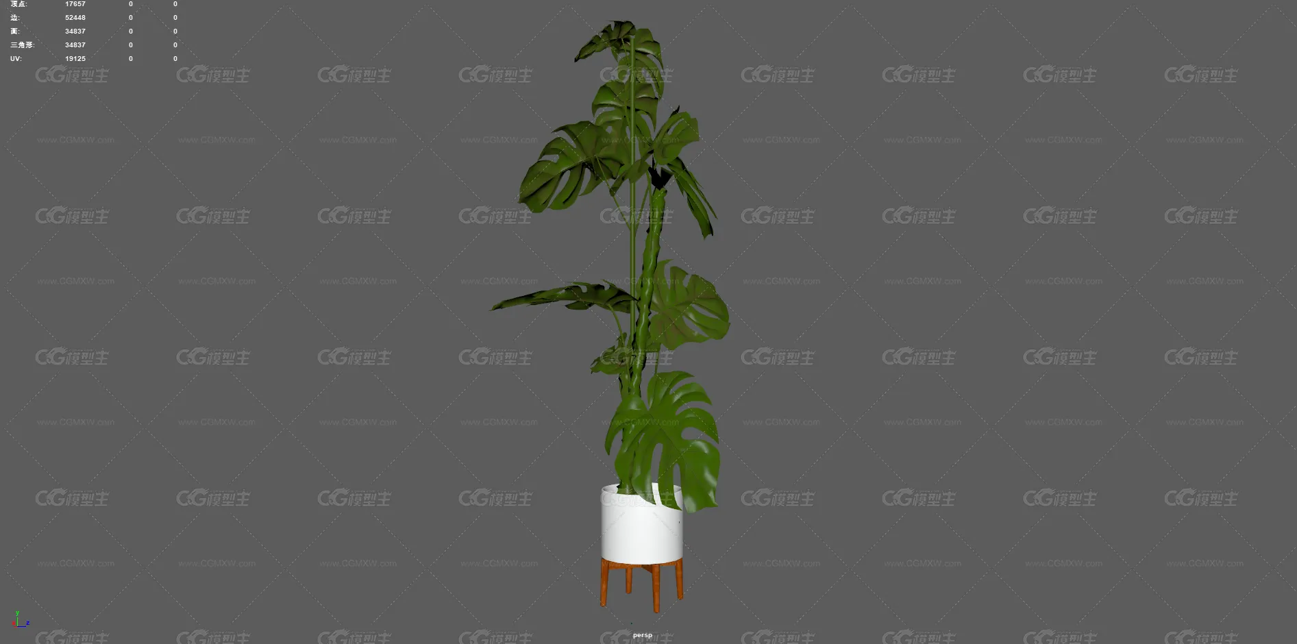 植物 龟背竹 盆栽 绿化 大叶植物 观赏植物 景观树 绿植 盆景 花卉 室内装饰植物 花草树木-6