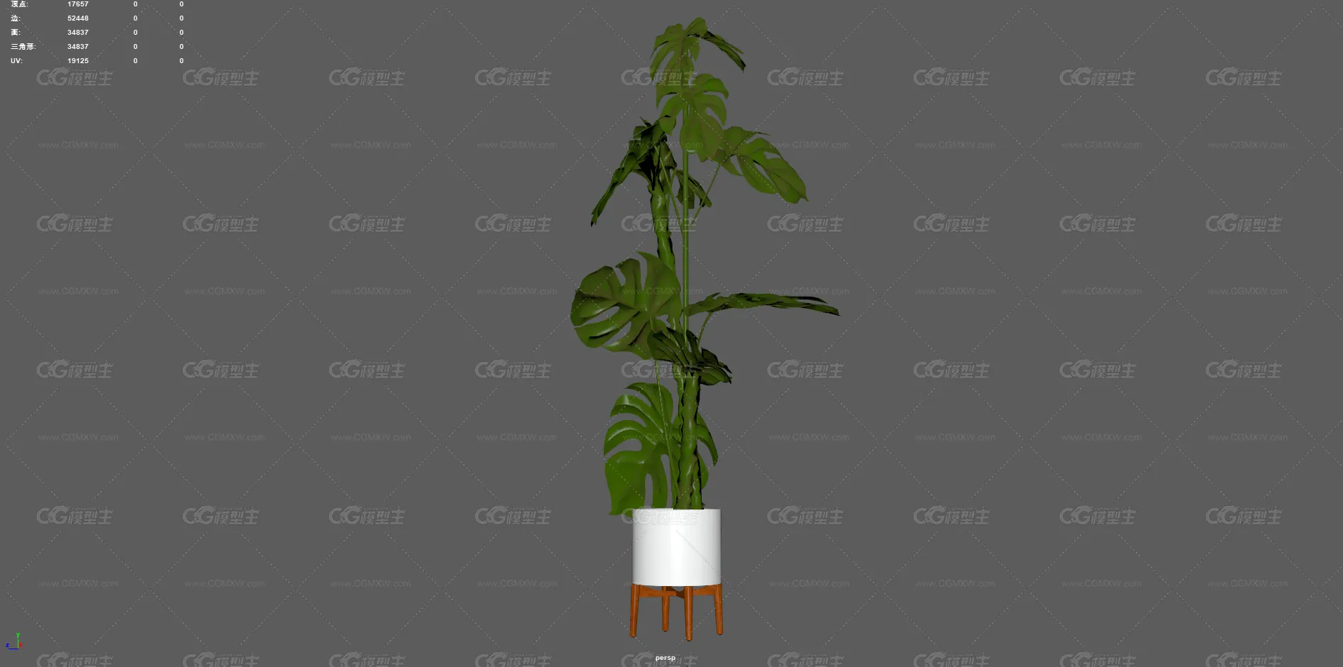 植物 龟背竹 盆栽 绿化 大叶植物 观赏植物 景观树 绿植 盆景 花卉 室内装饰植物 花草树木-4