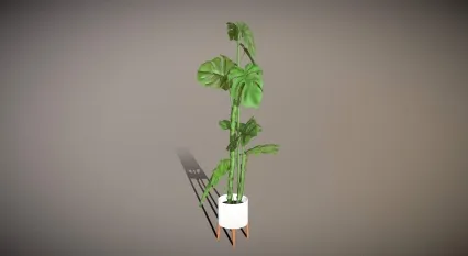 植物 龟背竹 盆栽 绿化 大叶植物 观赏植物 景观树 绿植 盆景 花卉 室内装饰植物 花草树木