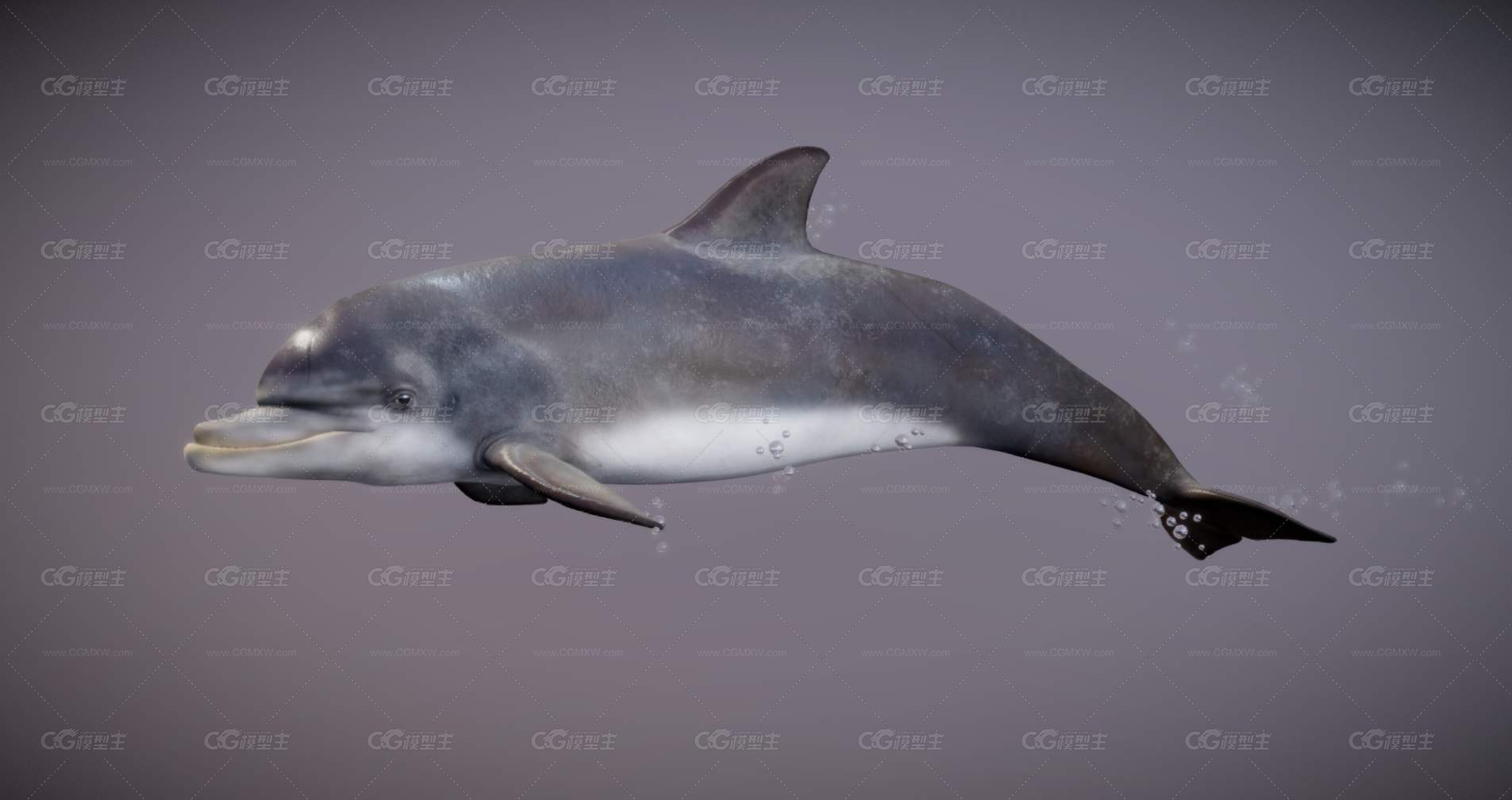 海豚 海洋动物 水族馆海豚 哺乳动物 尖嘴海豚 白鳍豚 江豚 -1