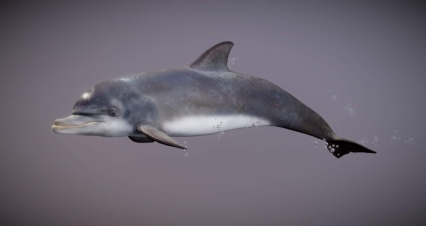 海豚 海洋动物 水族馆海豚 哺乳动物 尖嘴海豚 白鳍豚 江豚 