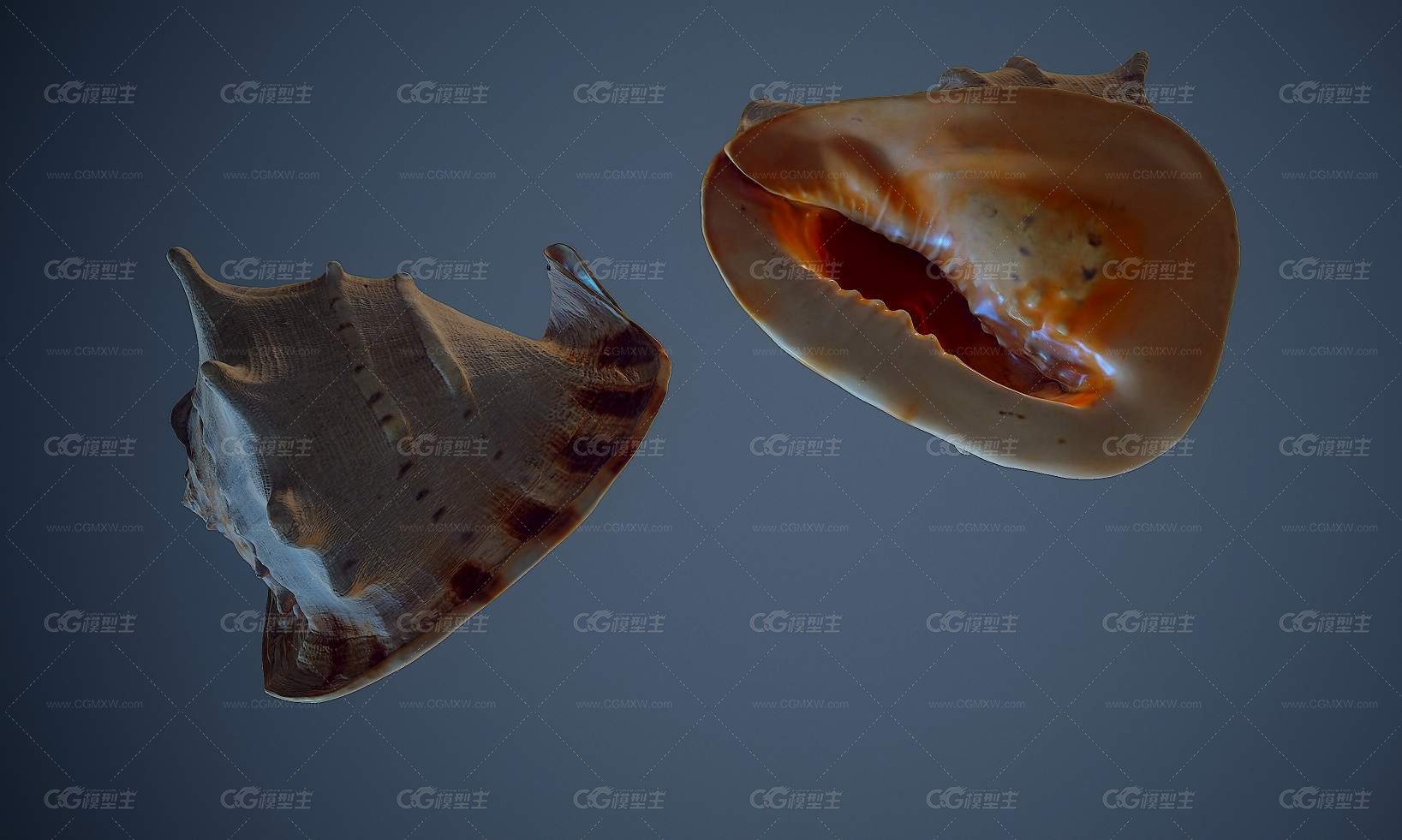 巨型贝壳   海螺  海贝  -4