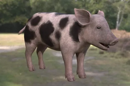 家猪动物生物