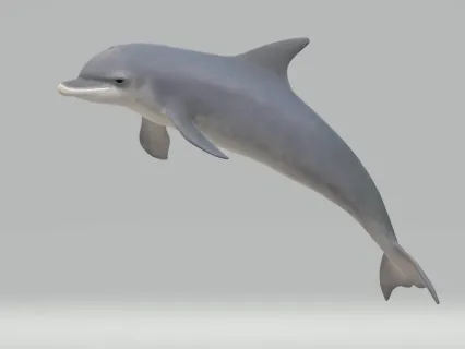 海豚 海洋哺乳动物 海洋生物 海底生物 鱼类 白鳍豚 白海豚 海洋鱼类 深海动物