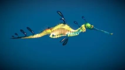 杂草海龙 海龙 海蜇 海洋动物 