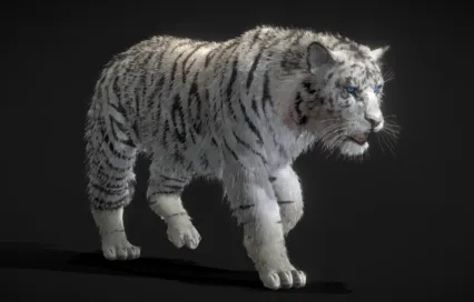 白虎 老虎 哺乳动物 猛兽 野兽 森林之王 东北虎 华南虎 PBR材质 tiger 丛林之王