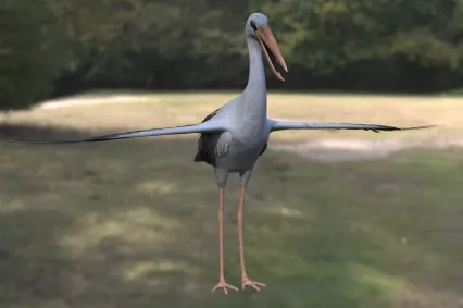 钳嘴鹳亚洲钳嘴鹳动物生物