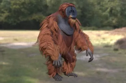苏门答腊猩猩大猩猩动物生物