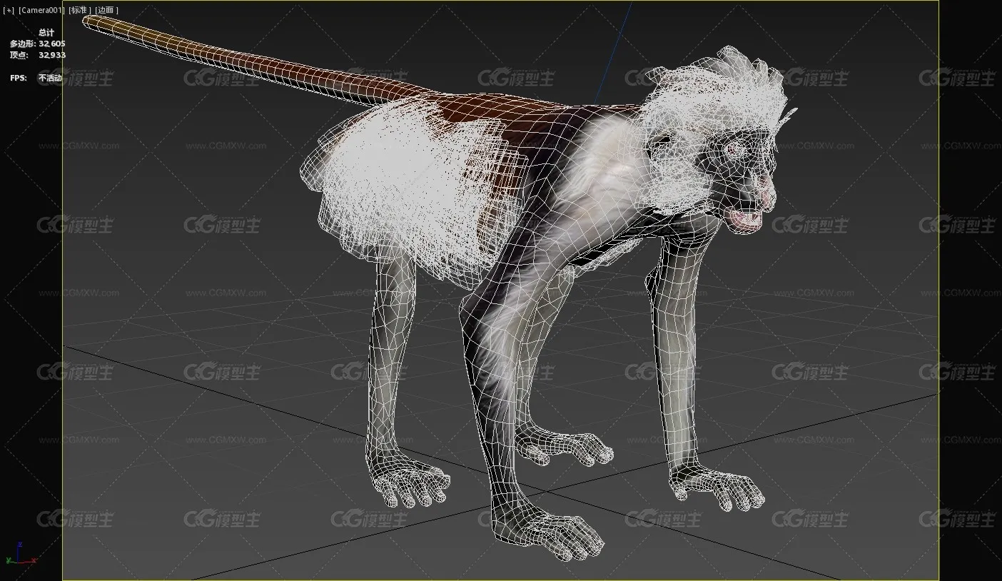 桑给巴尔红疣猴彭氏红疣猴动物生物-3
