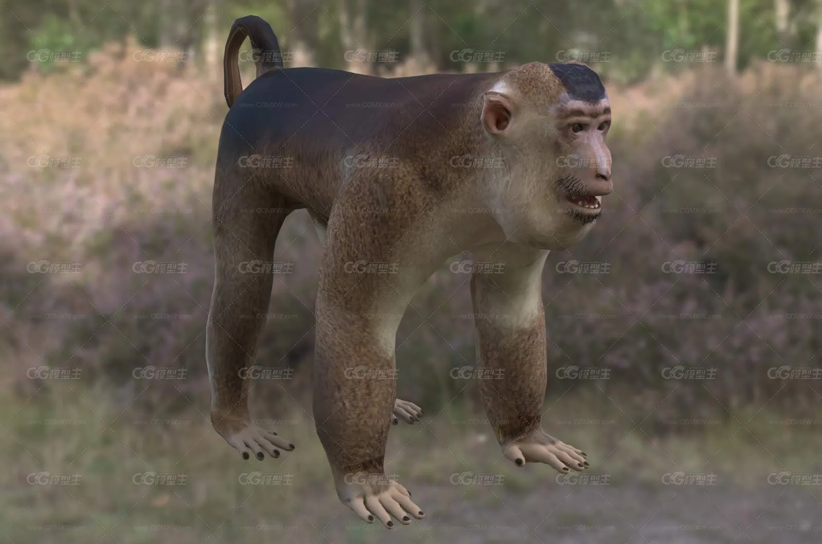 南方猪尾猕猴野生动物生物-1