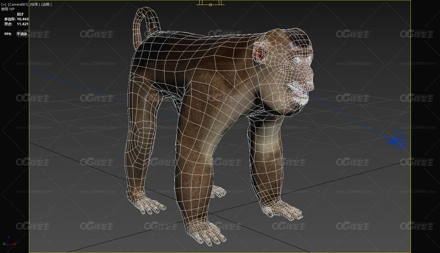 南方猪尾猕猴野生动物生物-4
