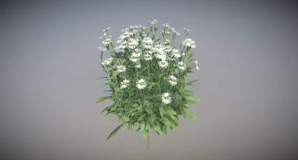 雏菊 白菊花 野花 鲜花 苹果菊 春黄菊 甘菊 小草 甘菊花 小植物 小草 花卉 植物 小白花 野菊