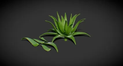 芦荟 洋芦荟 华芦荟 盆景 植物花草 大叶子植物 绿色植物 兰花 盆栽 翠叶芦荟 花圃植物
