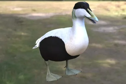 普通绒鸭动物生物
