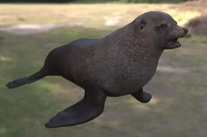 海狗动物生物