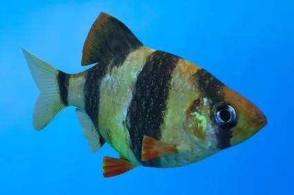班帝鱼鱼类动物生物