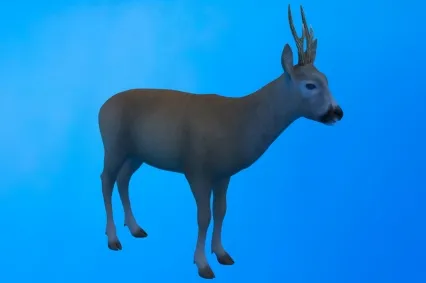 欧亚森林狍野生动物生物