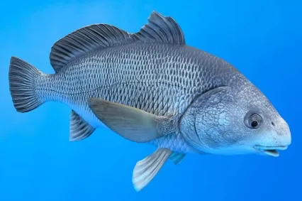 石首鱼动物生物
