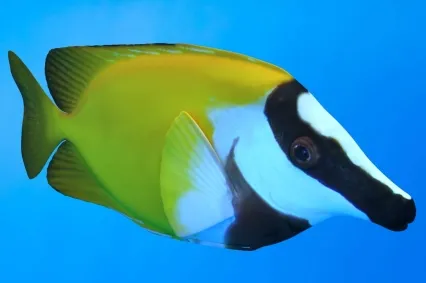 狐篮子鱼狐狸鱼动物生物