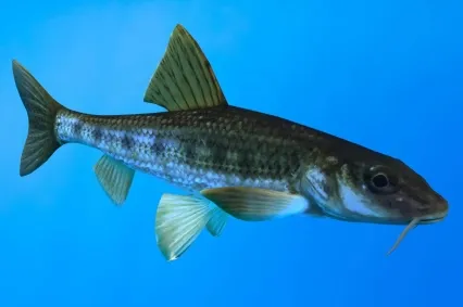 白杨鱼动物生物