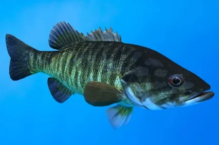 黑鲈鱼类动物生物