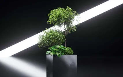 商业展台盆栽绿植