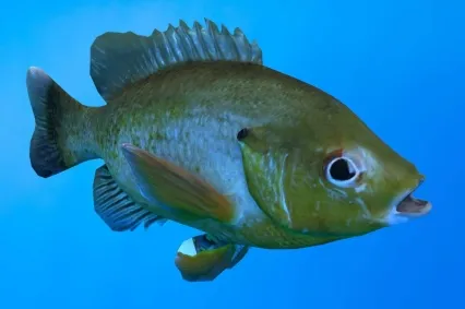 太阳鱼翻车鱼动物生物