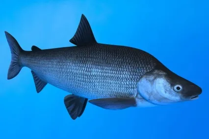 镜子鱼镜鲤动物生物