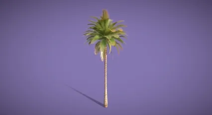 棕榈树 植物 灌木 椰子树 热带树 乔木 亚热带树木 热带植物 热带灌木 花草树木 