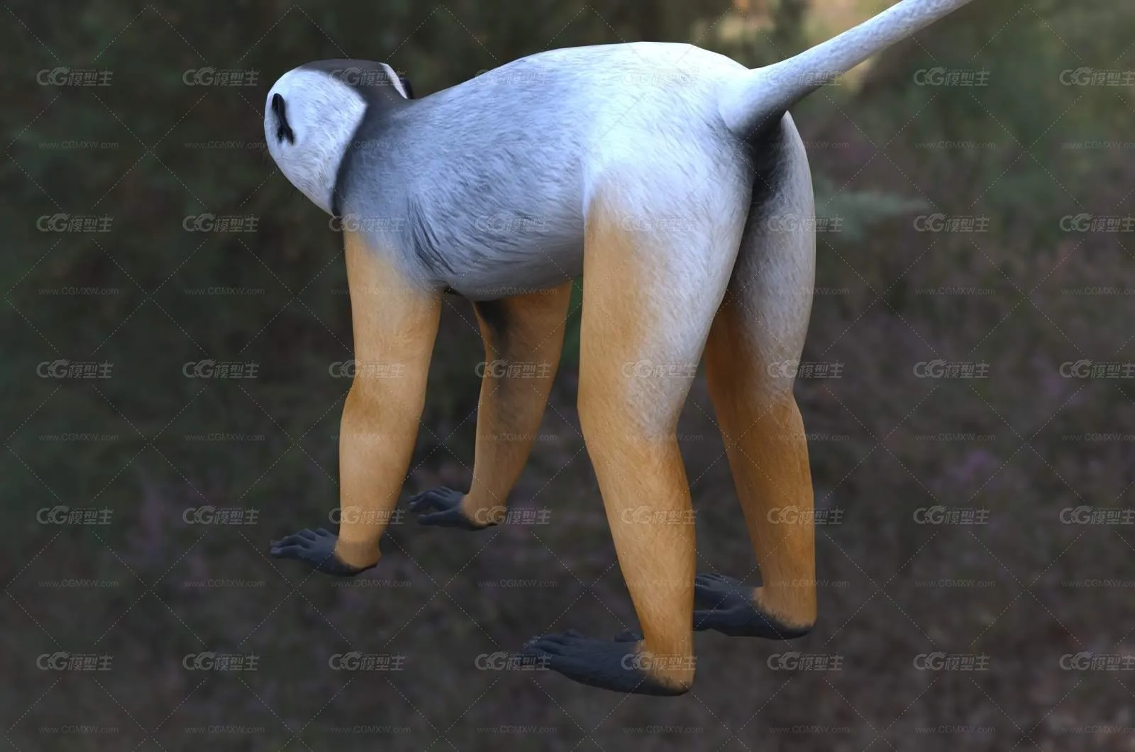 马达加斯加冕狐猴动物生物-2