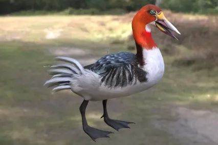 远征维加鸟动物生物