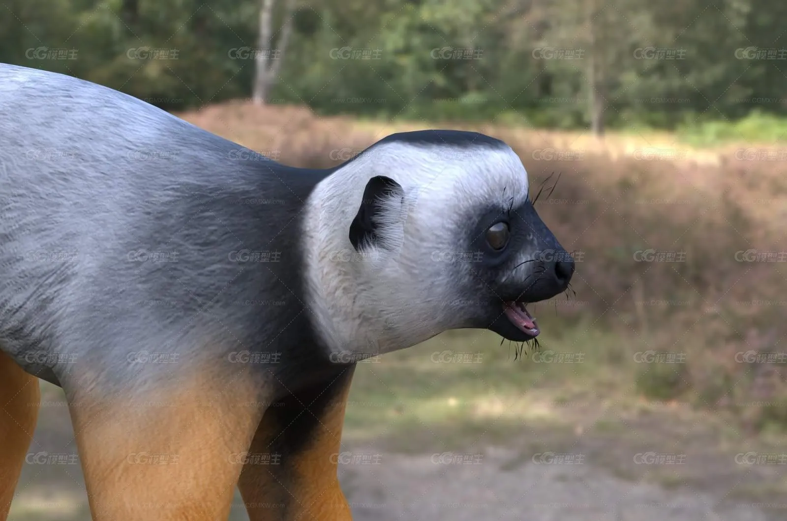 马达加斯加冕狐猴动物生物-3