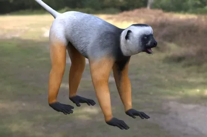 马达加斯加冕狐猴动物生物