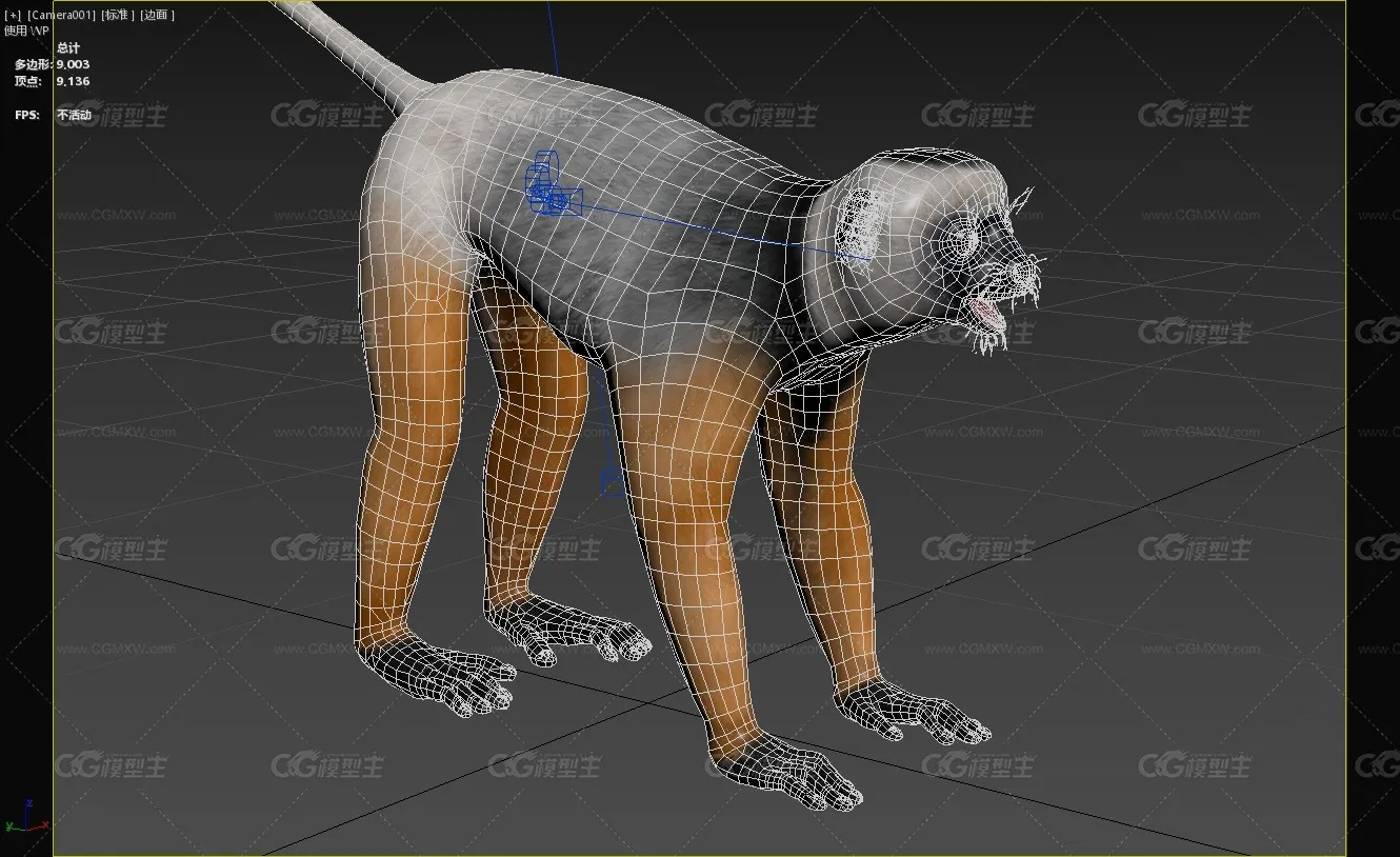 马达加斯加冕狐猴动物生物-4