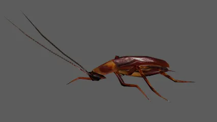 蟑螂 害虫 小强 昆虫 节肢动物 昆虫纲