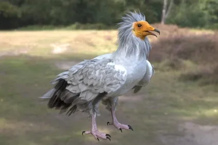 埃及秃鹫动物生物
