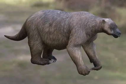 美洲树懒动物生物