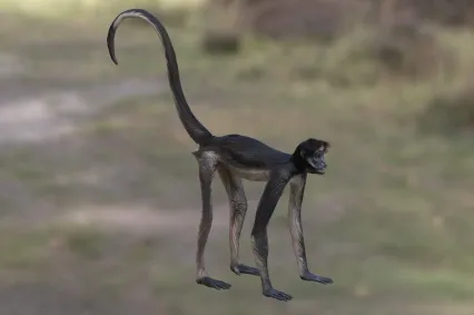 白腹蜘蛛猴动物生物