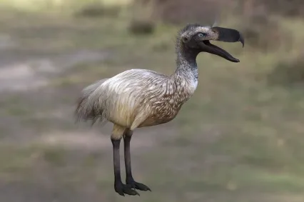 凯伦肯恐鸟动物生物