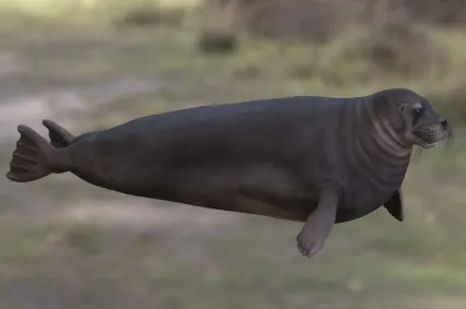 髭海豹须海豹胡子海豹动物生物